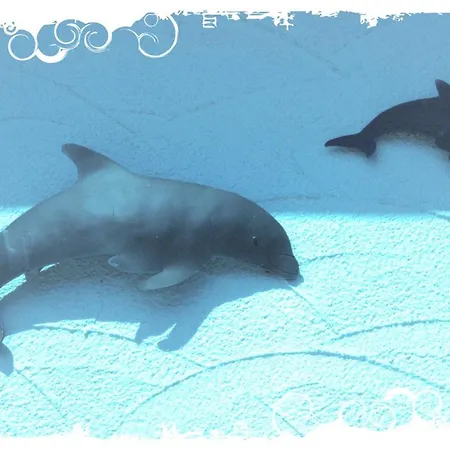 Delphin Сasa de vacaciones Dorum-Neufeld